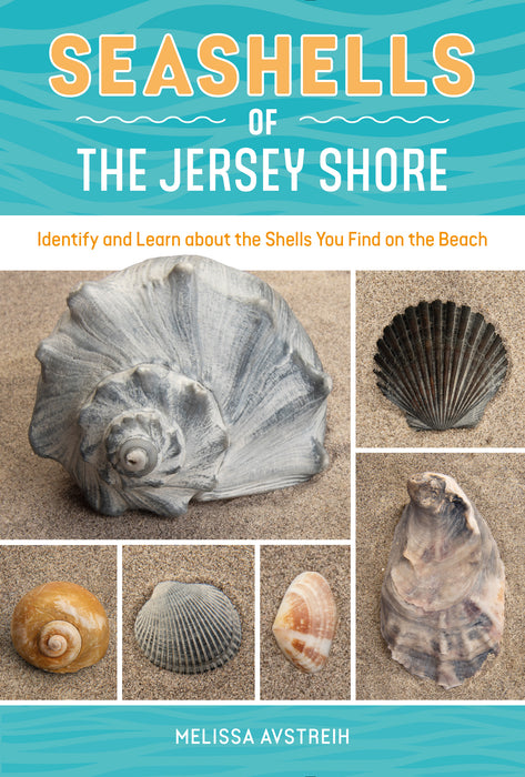 Seashells of the Jersey Shore