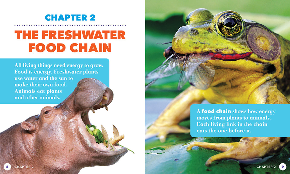 Freshwater Food Chains