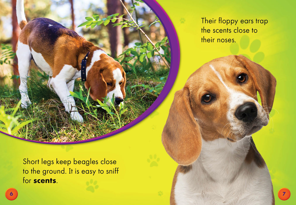 Beagles