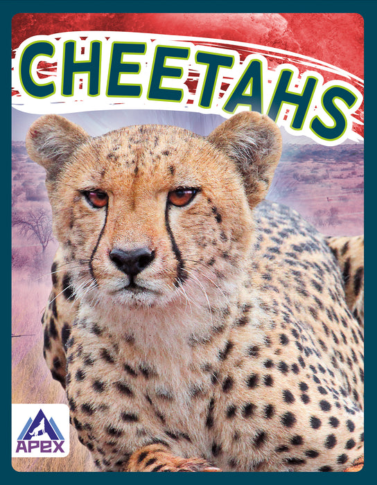 Cheetahs