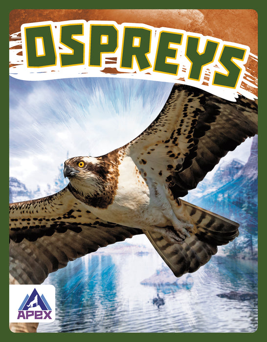 Ospreys