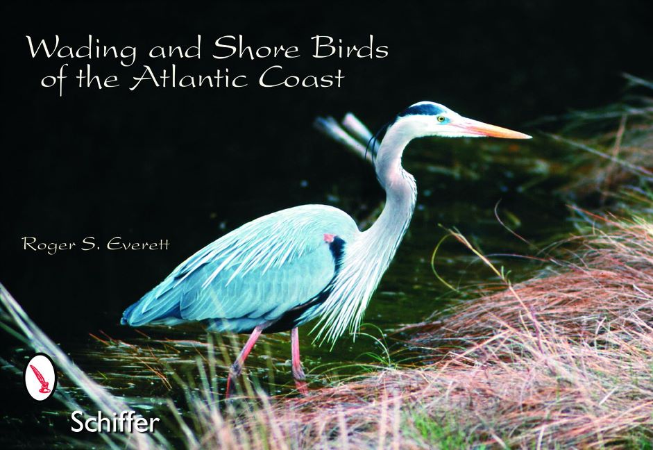 Wading & Shore Birds of the Atlantic Coast