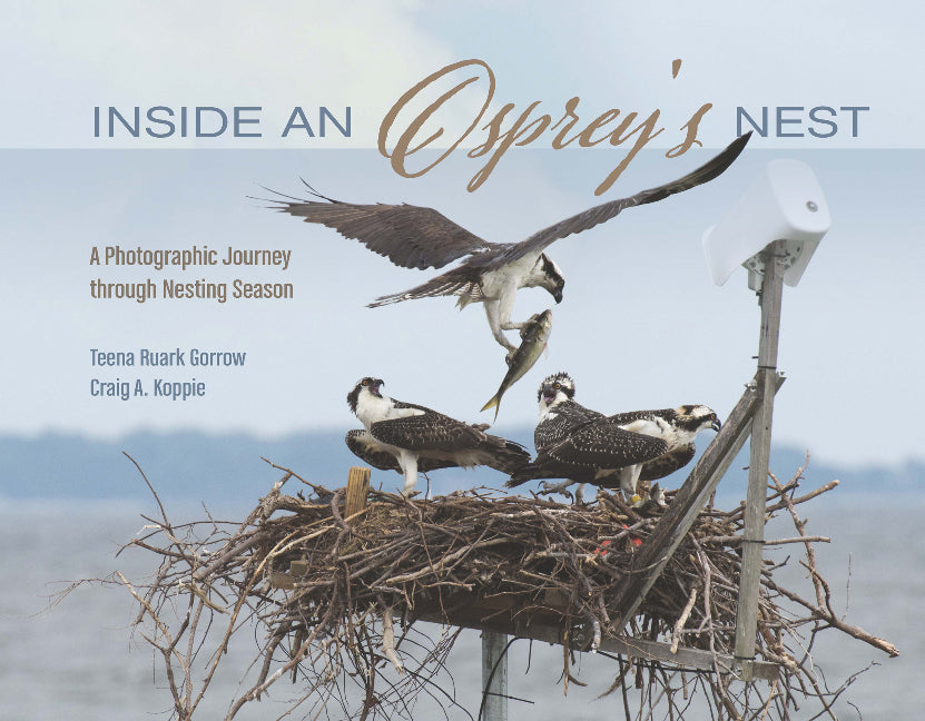 Inside an Osprey's Nest