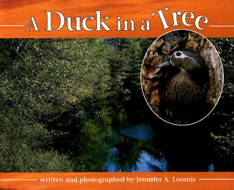 Duck in a Tree