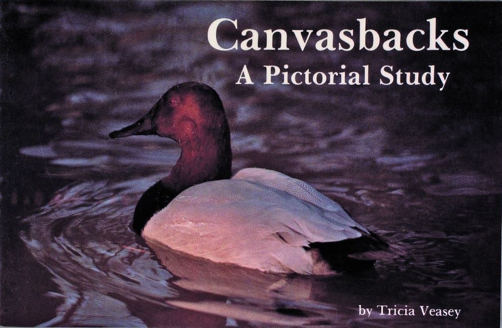 Canvasbacks