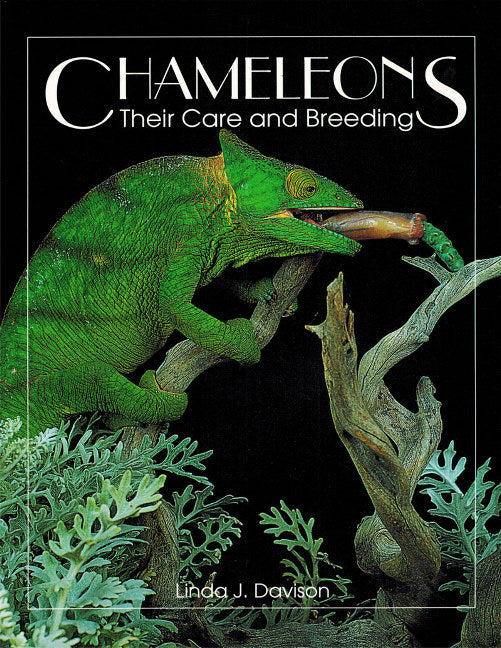 Chameleons