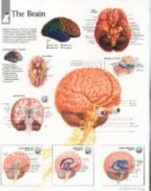 Brain Paper Poster