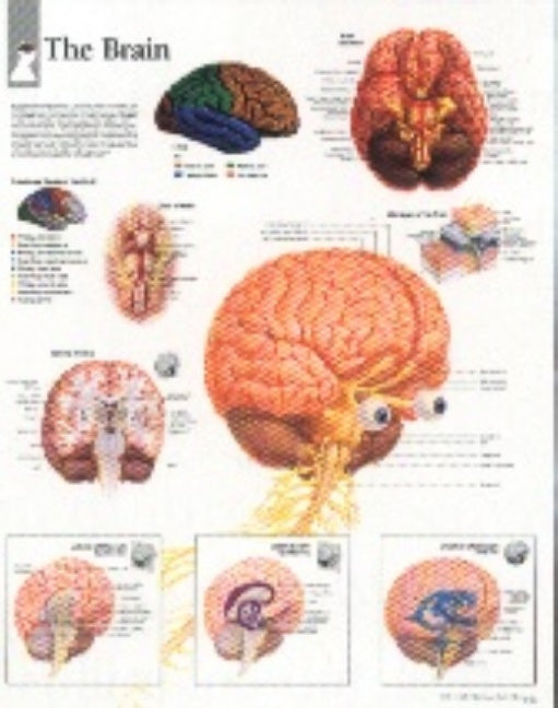 Brain Laminated Poster