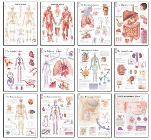 Body Systems Chart Set