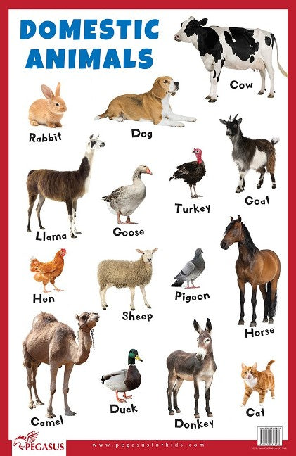 Domestic Animals Educational Chart
