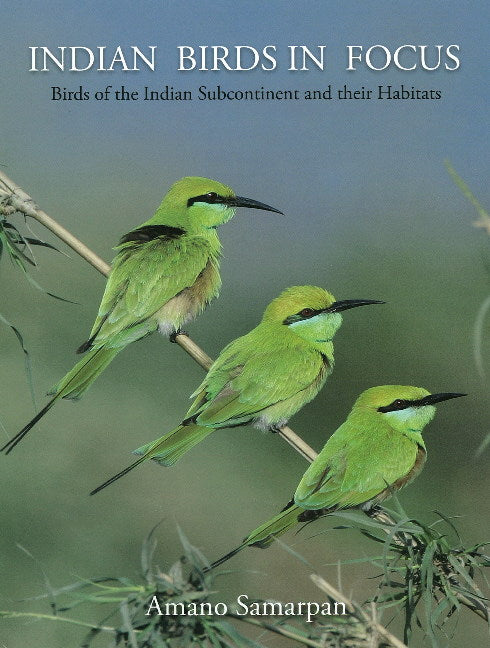 Indian Birds in Focus