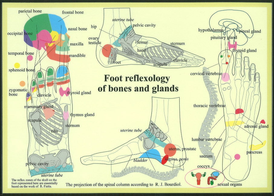Foot Reflexology of Bones & Glands -- A4